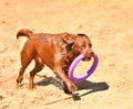 Dog breed Labrador Ã¢â¬â Retriever on a walk by the river